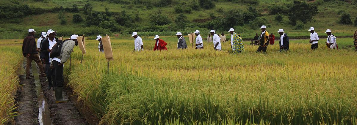 Burundi International Rice Research Institute