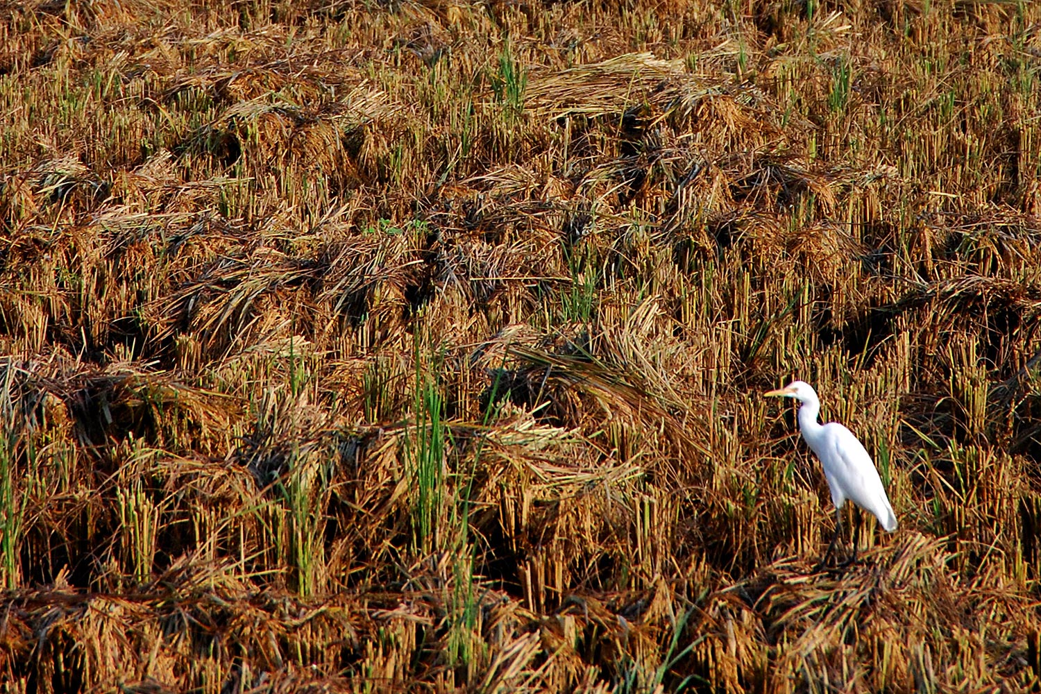 Cleaning up Delhi’s deadly fall smog requires an even greener