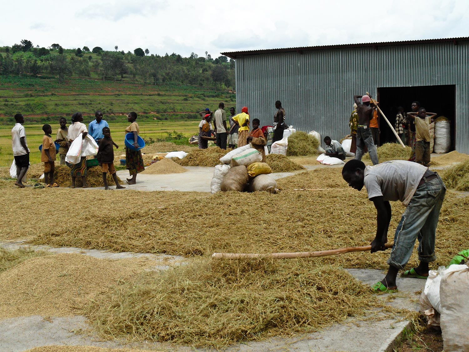 East African countries champion integrated rice sector development in
