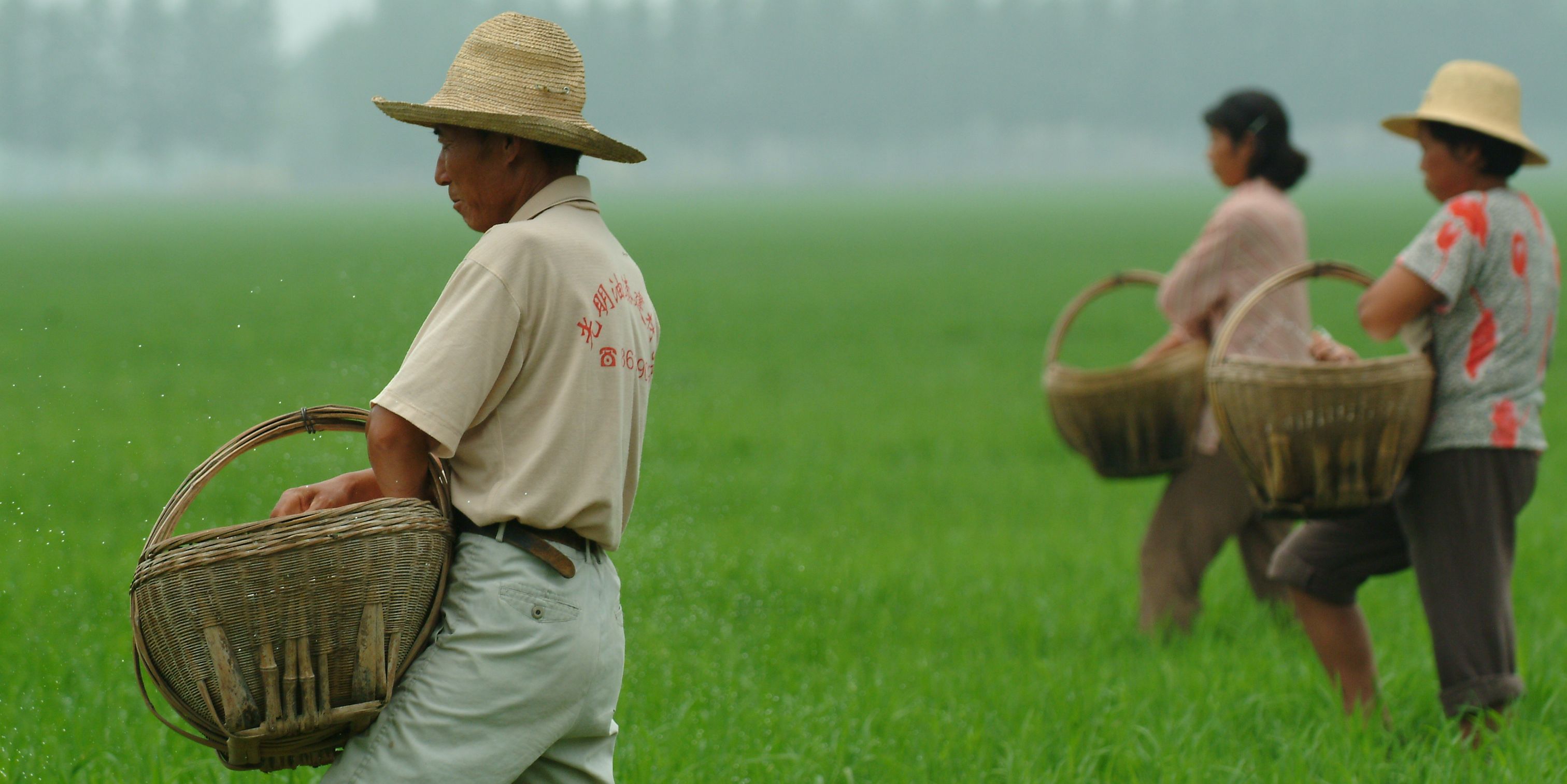 International Rice Research Institute