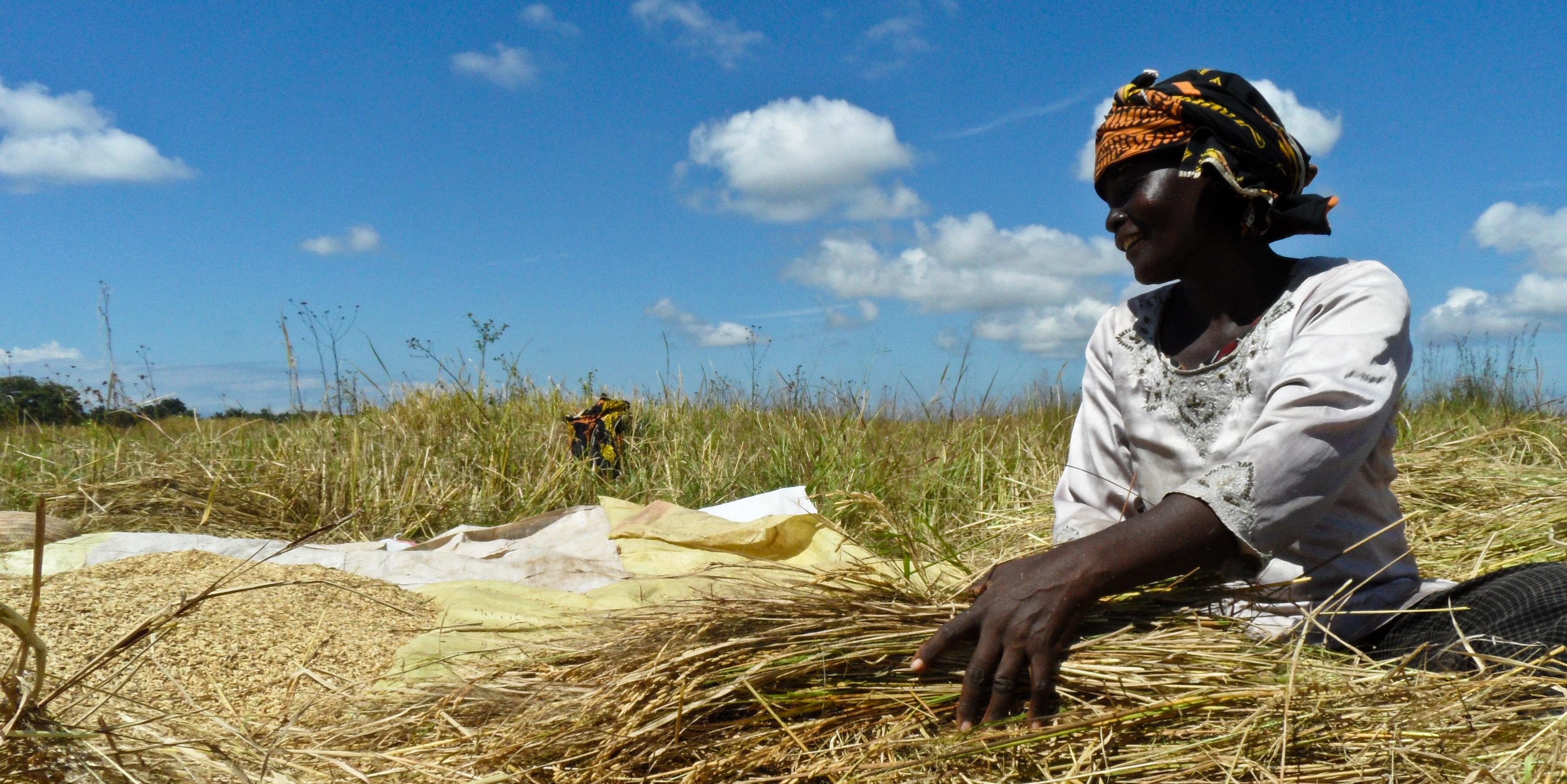 international-rice-research-institute