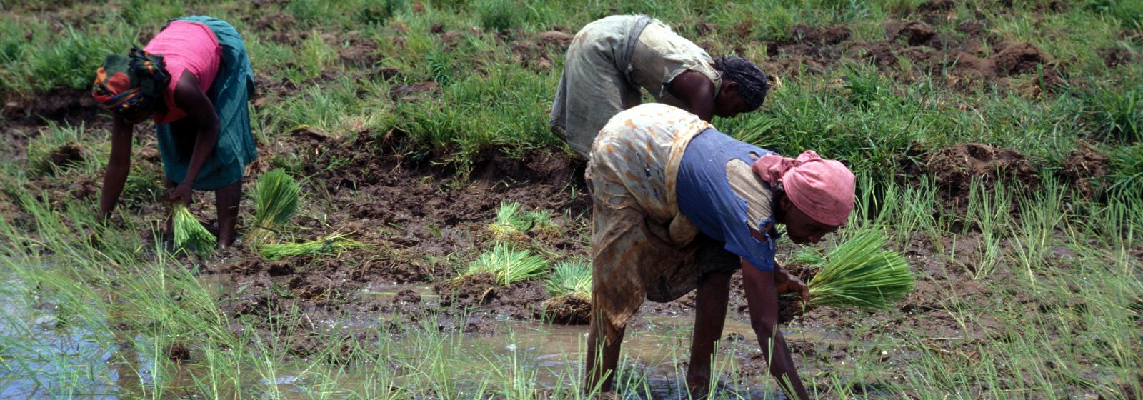 Kenya International Rice Research Institute