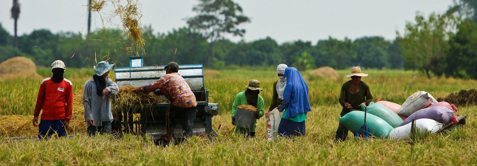 Myanmar International Rice Research Institute