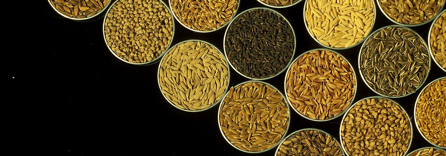 The cereals imperative of future food systems International Rice