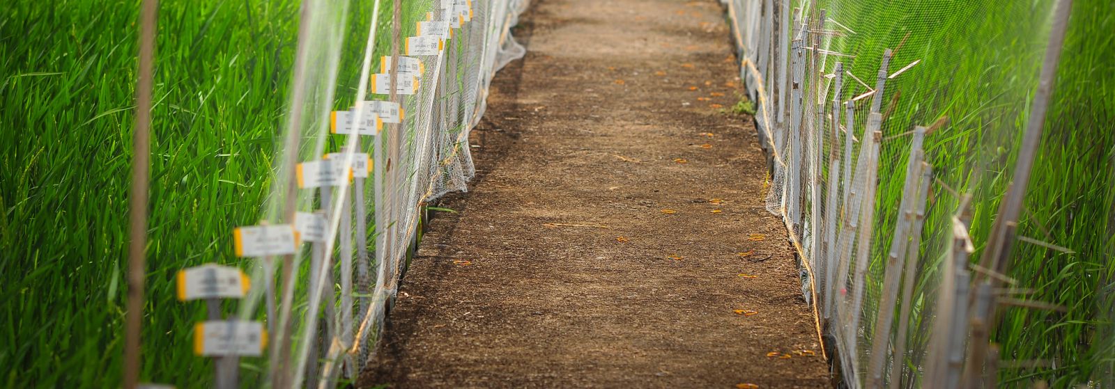 irri-at-a-glance-international-rice-research-institute