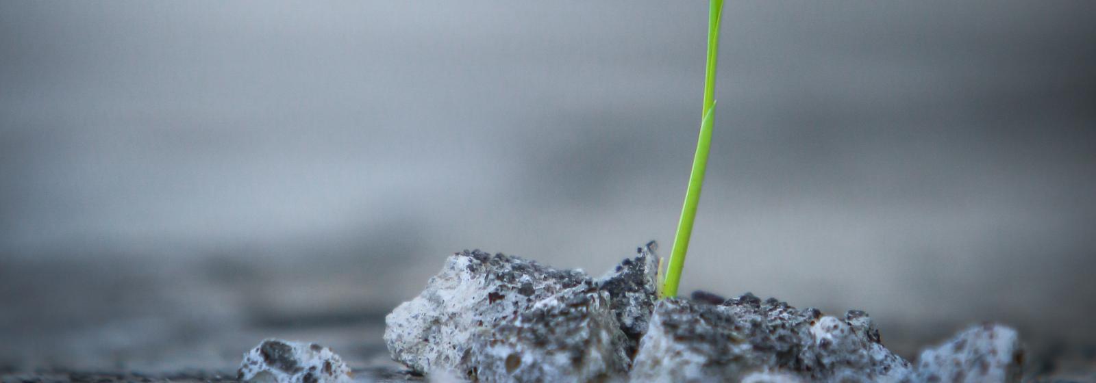 Catalyze | International Rice Research Institute